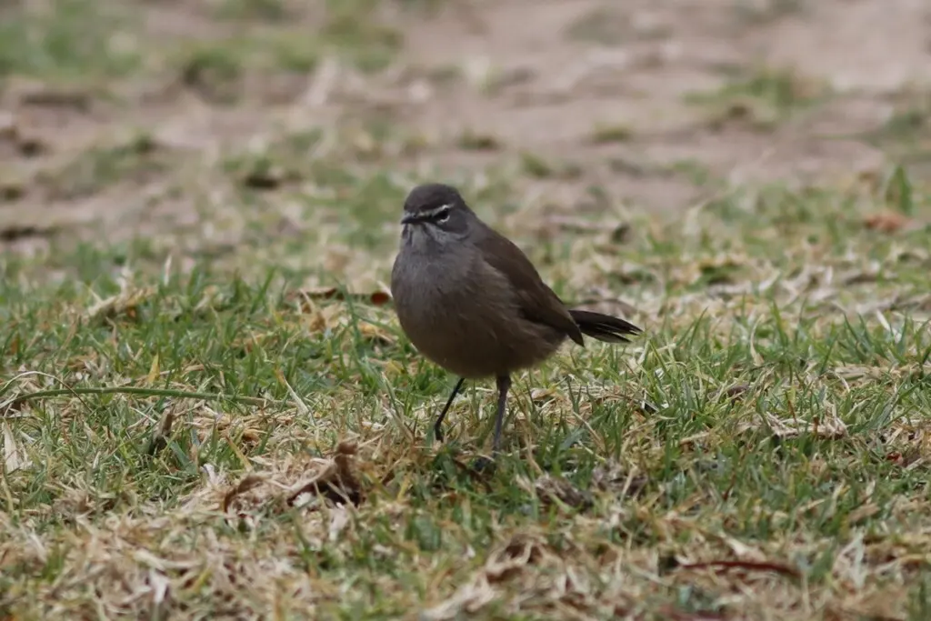 栗腹薮鸲(Tychaedon coryphoeus)
