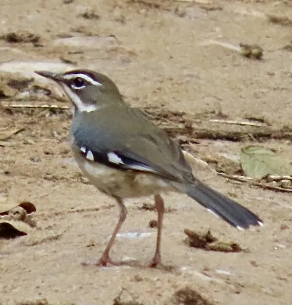林薮鸲(Tychaedon leucosticta)