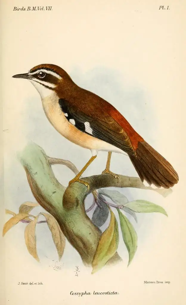林薮鸲(Tychaedon leucosticta)