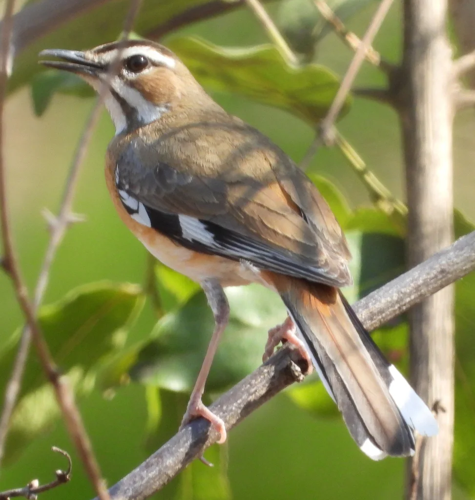 东须薮鸲(Tychaedon quadrivirgata)