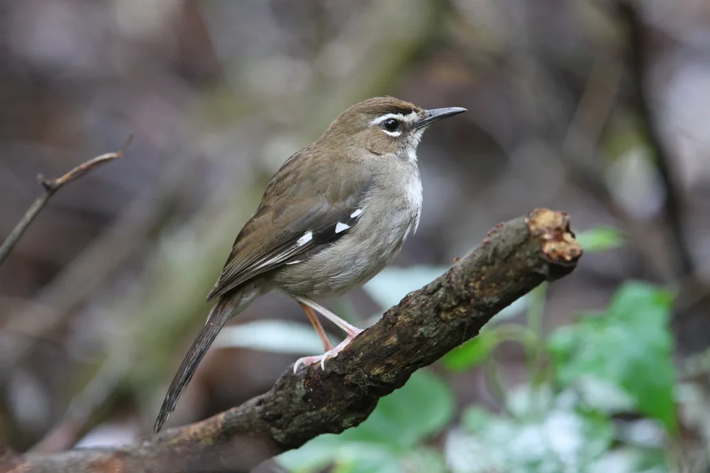 褐薮鸲(Tychaedon signata)