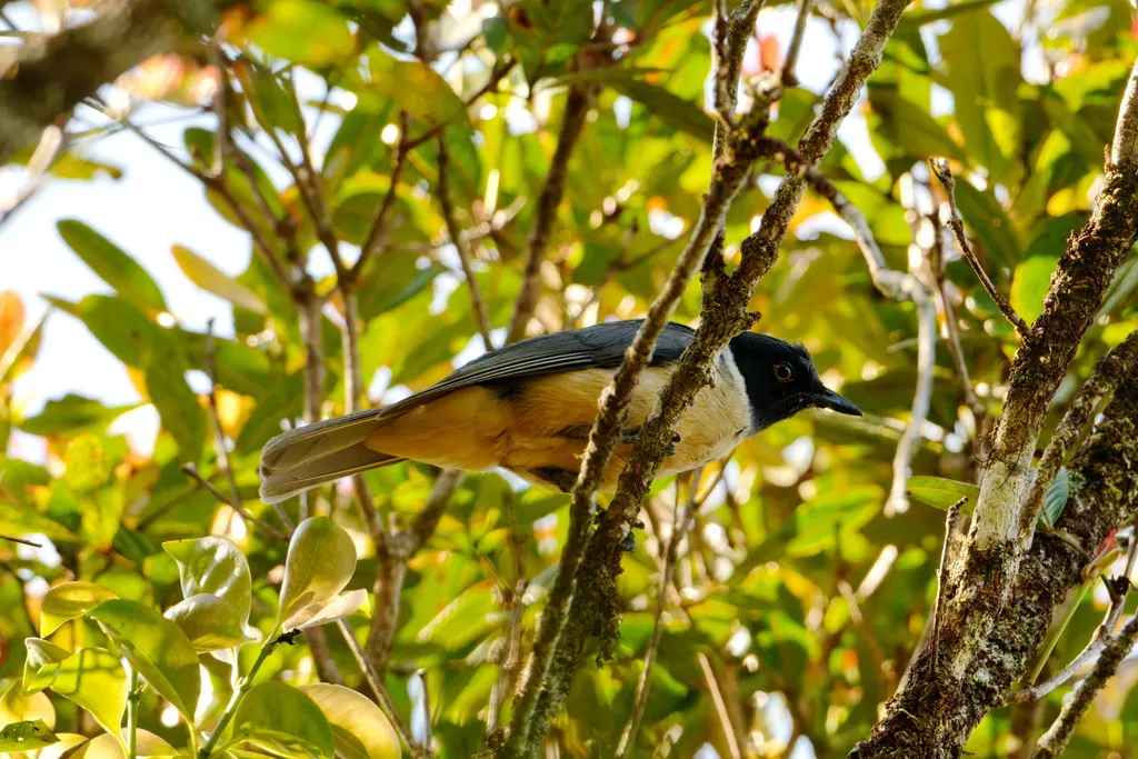 泰拉钩嘴鵙(Tylas eduardi)