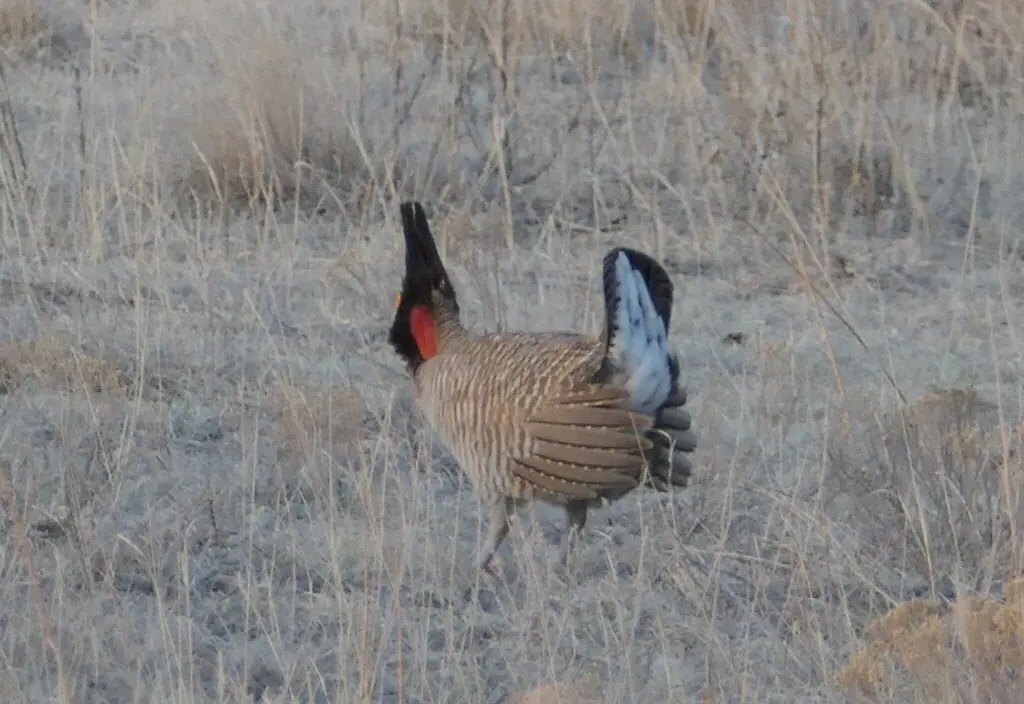 小草原松鸡（Tympanuchus pallidicinctus）