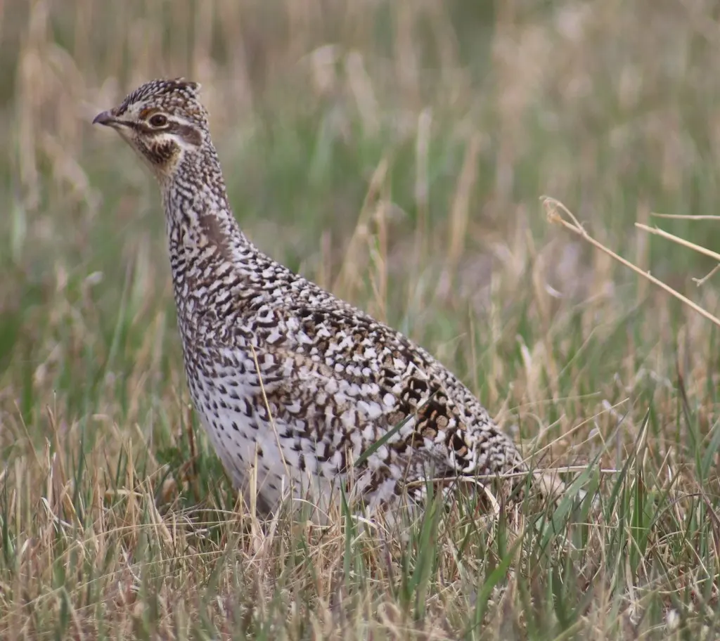 尖尾松鸡(Tympanuchus phasianellus)