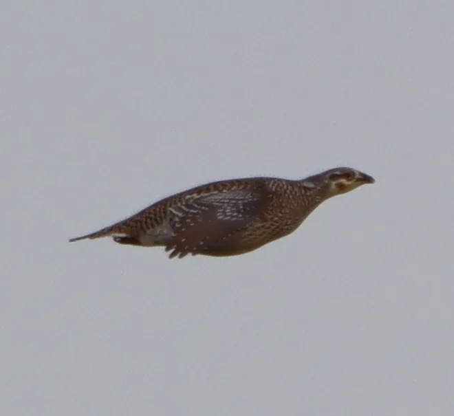 尖尾松鸡(Tympanuchus phasianellus)