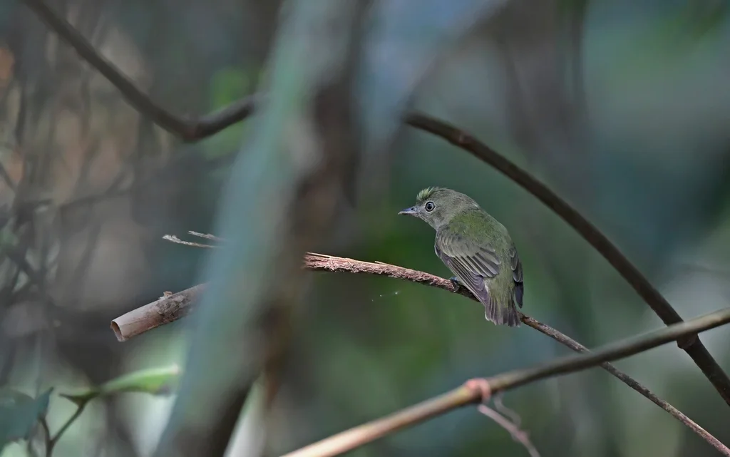 侏霸娇鹟(Tyranneutes stolzmanni)