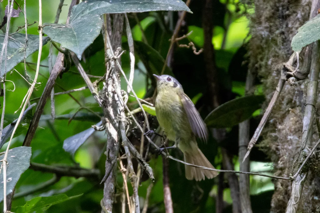 灰头小霸鹟(Tyranniscus cinereiceps)