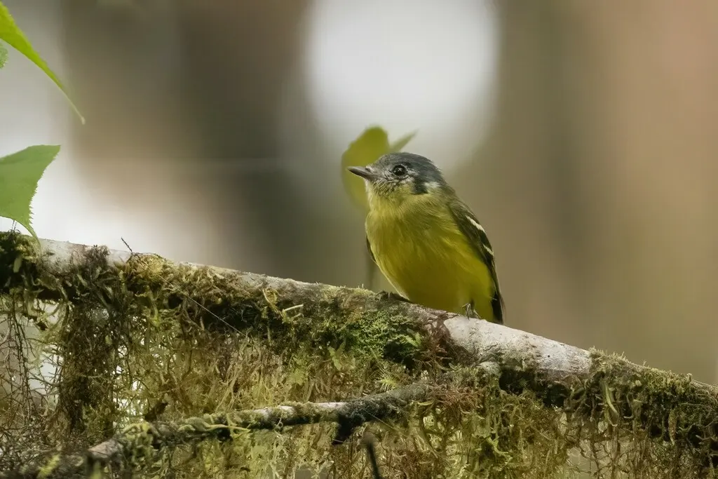 灰头小霸鹟(Tyranniscus cinereiceps)