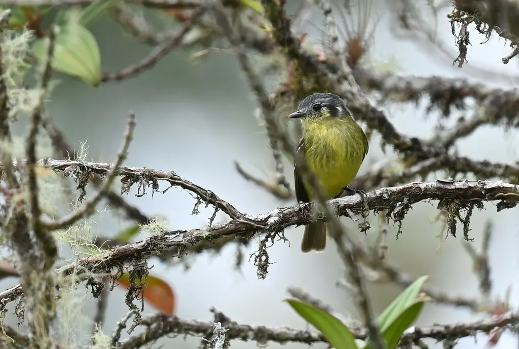 灰头小霸鹟(Tyranniscus cinereiceps)