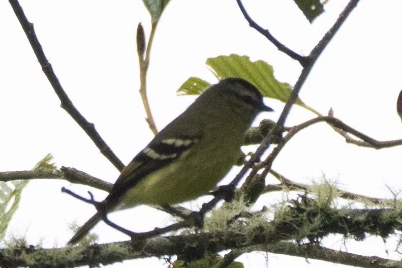 黑顶小霸鹟(Tyranniscus nigrocapillus)