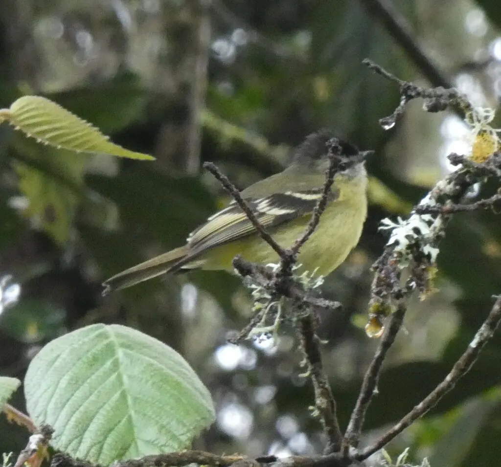 黑顶小霸鹟(Tyranniscus nigrocapillus)