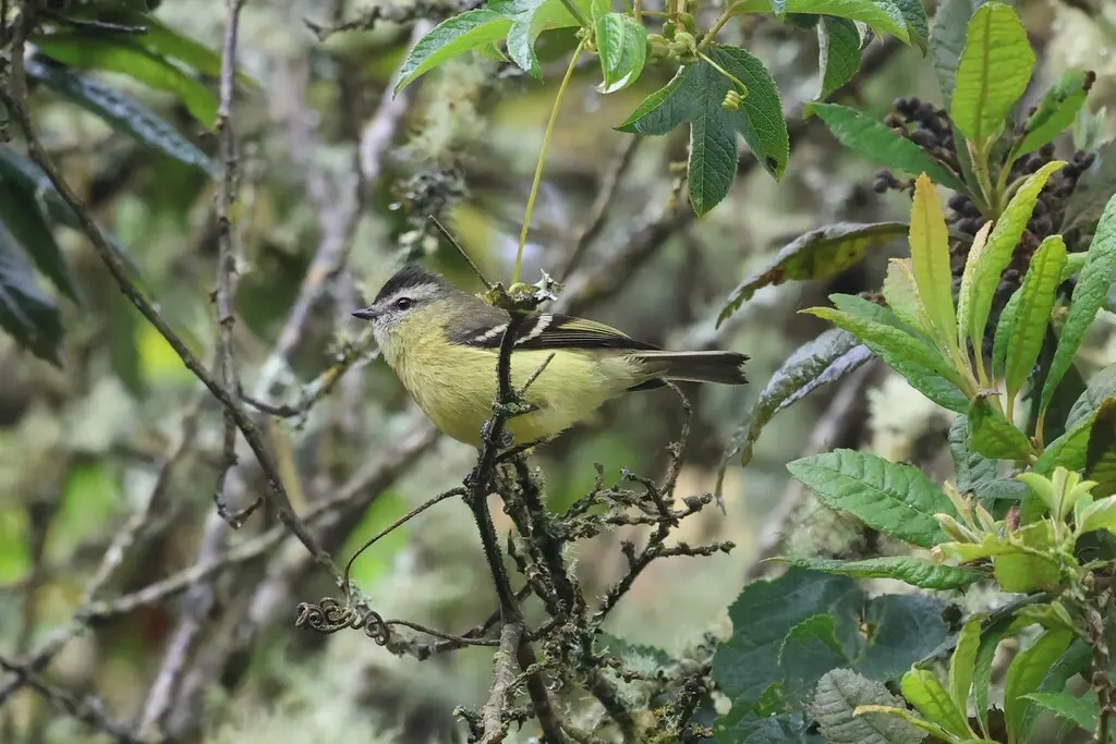 黑顶小霸鹟(Tyranniscus nigrocapillus)