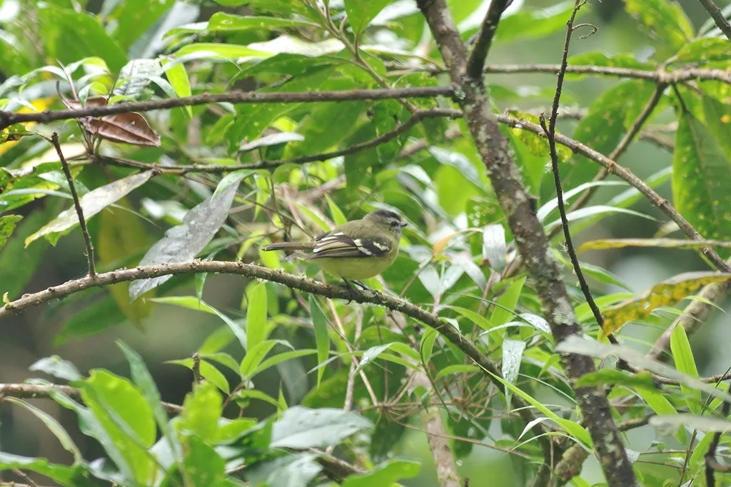 黑顶小霸鹟(Tyranniscus nigrocapillus)