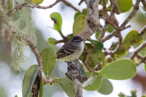 褐腰小霸鹟