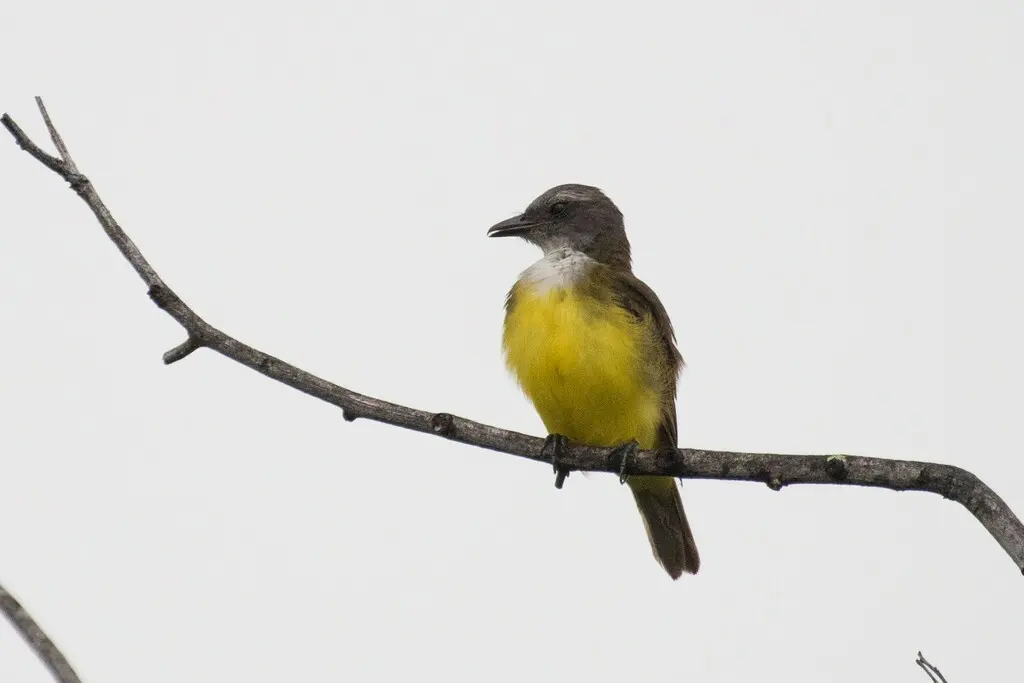 黄白喉霸鹟(Tyrannopsis sulphurea)