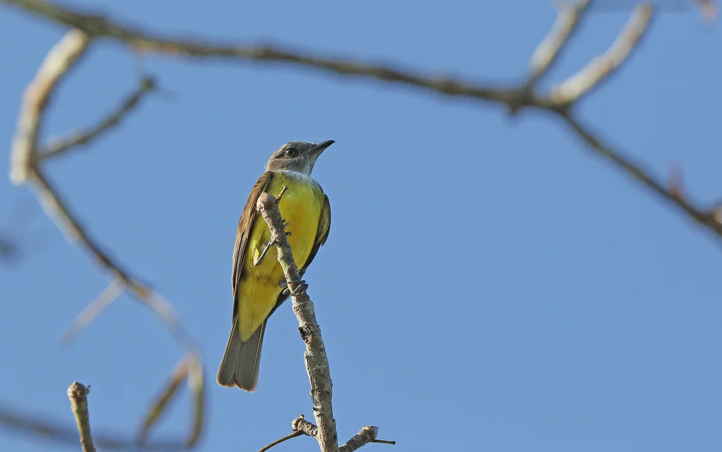 黄白喉霸鹟(Tyrannopsis sulphurea)