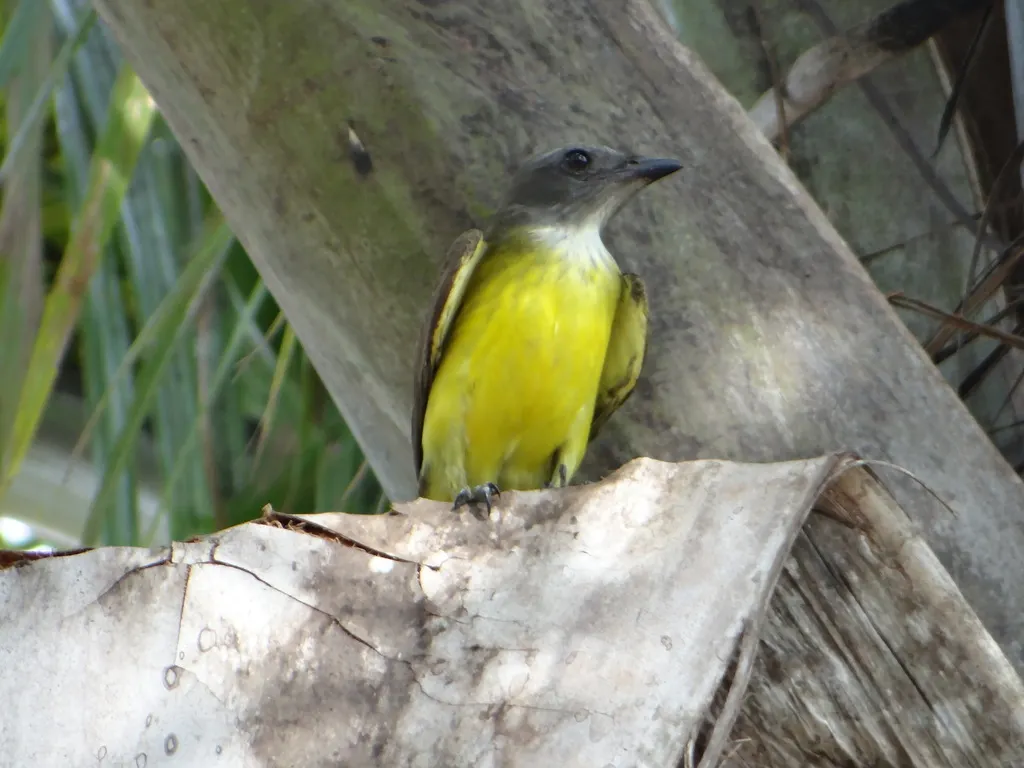 黄白喉霸鹟(Tyrannopsis sulphurea)