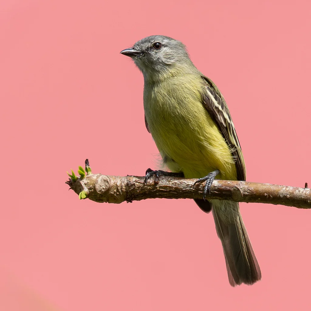 黄顶小霸鹟(Tyrannulus elatus)