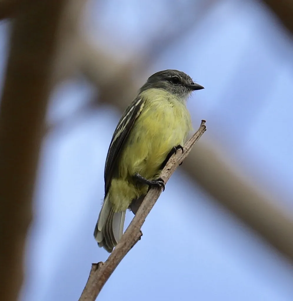 黄顶小霸鹟(Tyrannulus elatus)