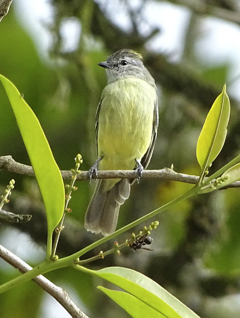黄顶小霸鹟(Tyrannulus elatus)