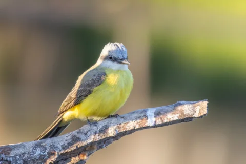 白喉王霸鹟