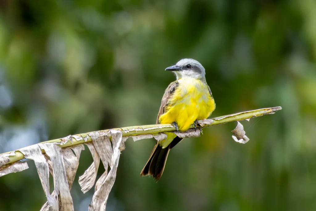 白喉王霸鹟(Tyrannus albogularis)