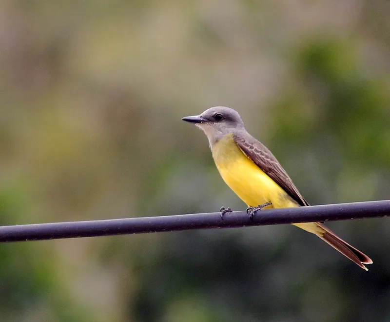 白喉王霸鹟(Tyrannus albogularis)