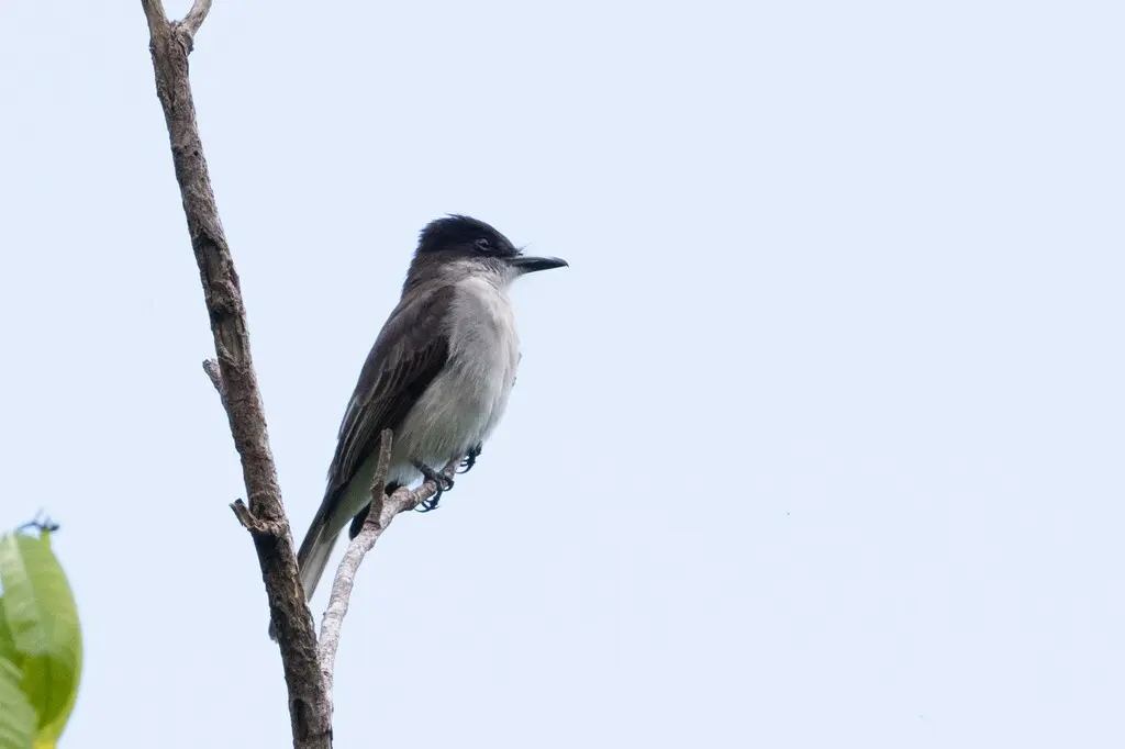 圆头王霸鹟(Tyrannus caudifasciatus)