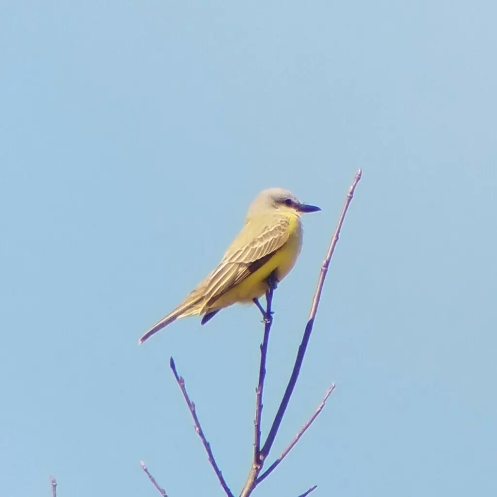 库氏王霸鹟(Tyrannus couchii)