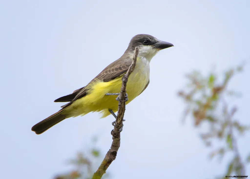 厚嘴王霸鹟(Tyrannus crassirostris)