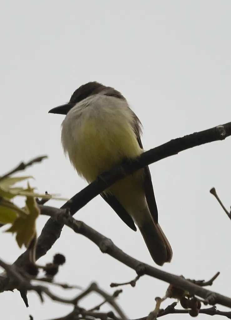 厚嘴王霸鹟(Tyrannus crassirostris)