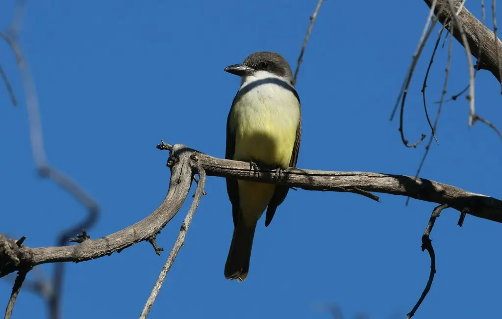 厚嘴王霸鹟(Tyrannus crassirostris)