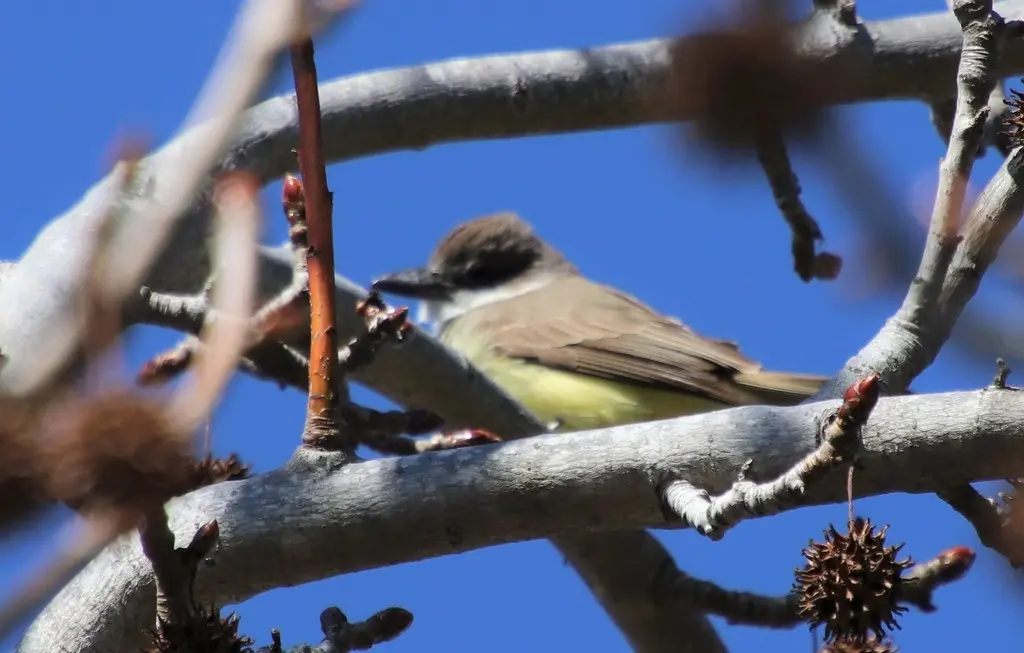 厚嘴王霸鹟(Tyrannus crassirostris)