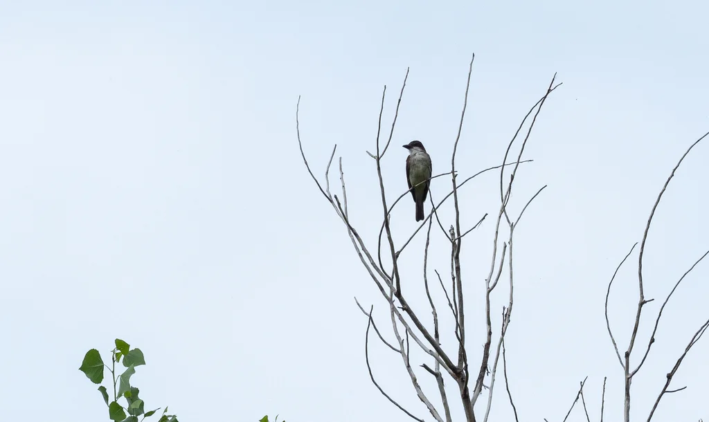 厚嘴王霸鹟(Tyrannus crassirostris)