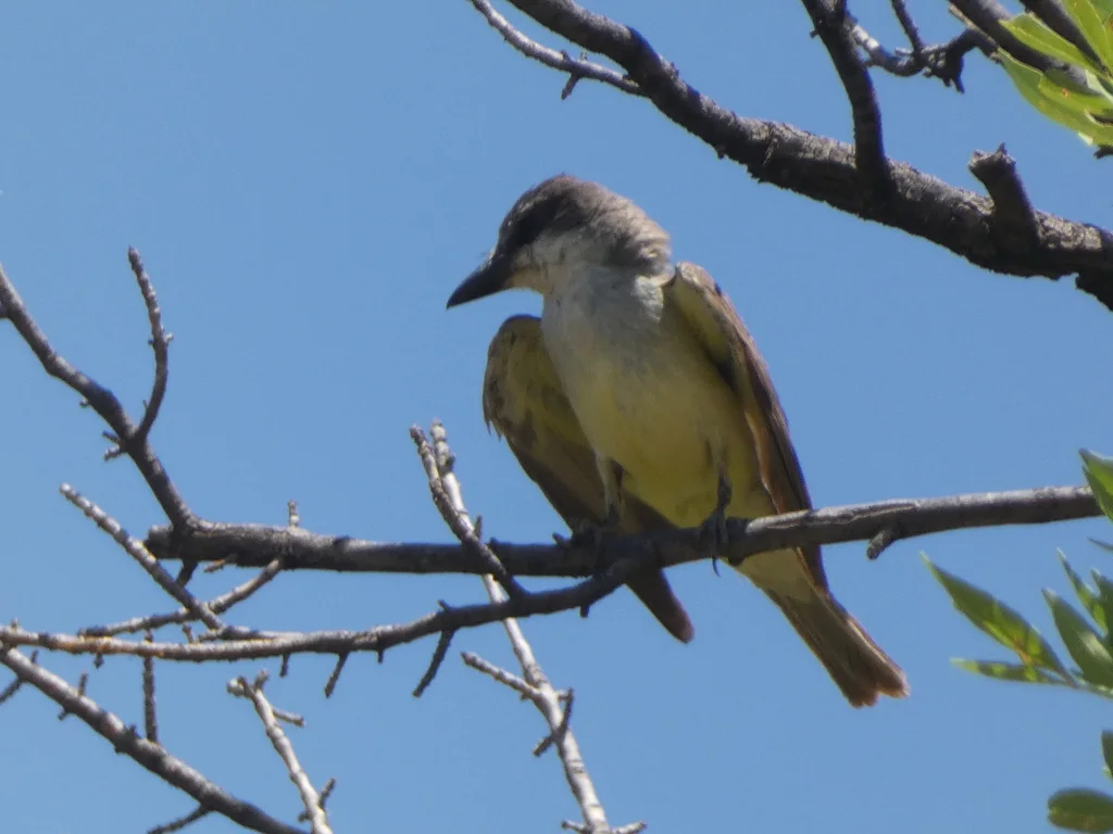 厚嘴王霸鹟(Tyrannus crassirostris)