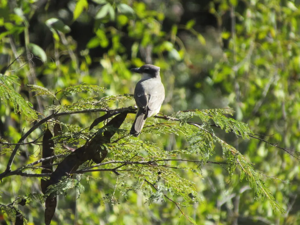 厚嘴王霸鹟(Tyrannus crassirostris)