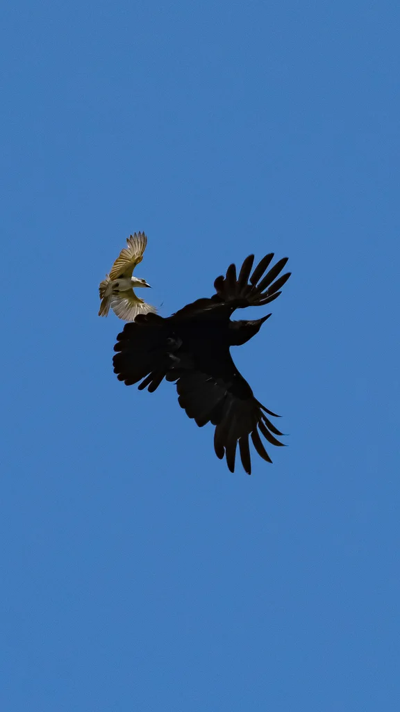 灰王霸鹟(Tyrannus dominicensis)