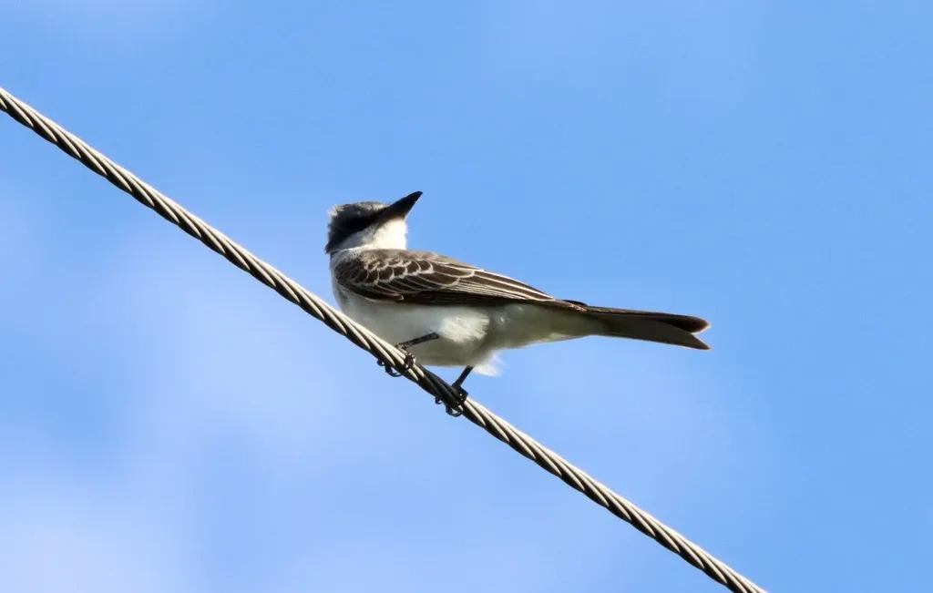 灰王霸鹟(Tyrannus dominicensis)