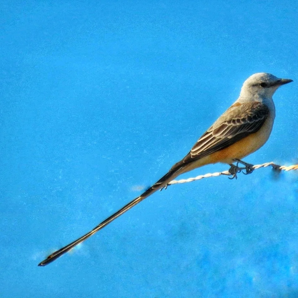 剪尾王霸鹟(Tyrannus forficatus)
