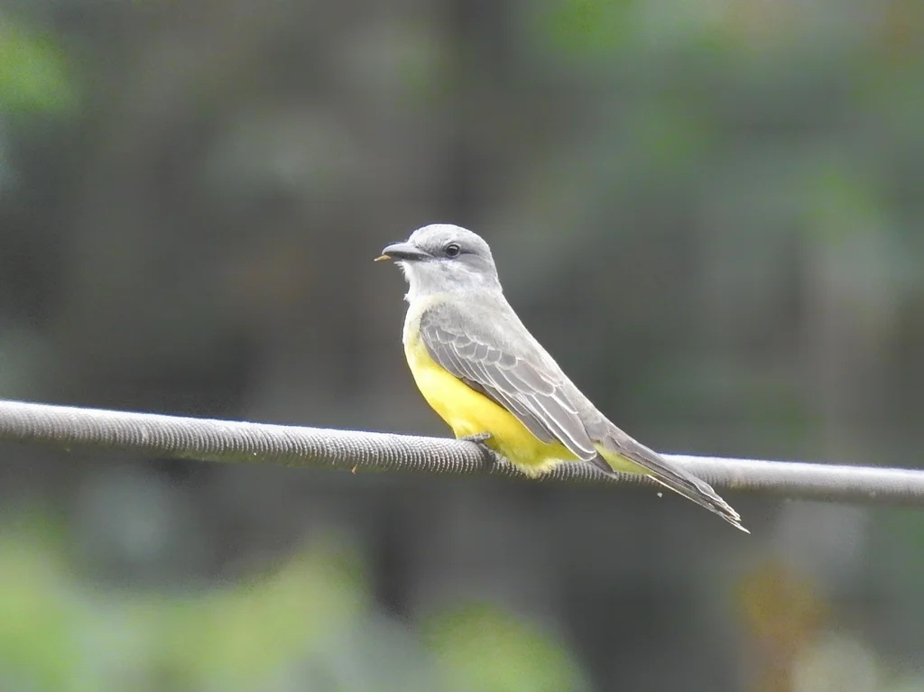 热带王霸鹟(Tyrannus melancholicus)