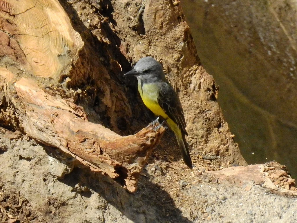 热带王霸鹟(Tyrannus melancholicus)