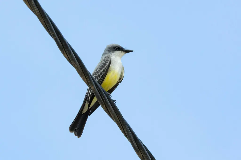 雪喉王霸鹟(Tyrannus niveigularis)