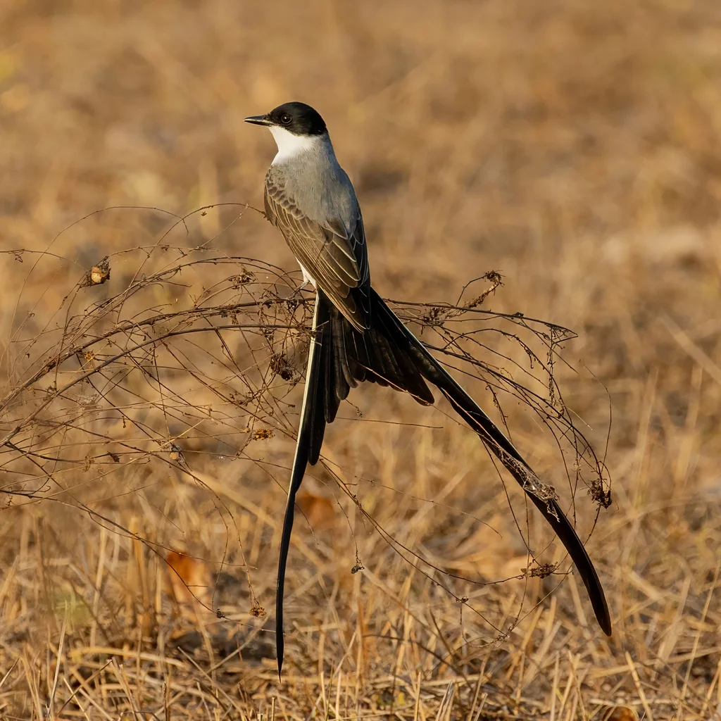 叉尾王霸鹟(Tyrannus savana)