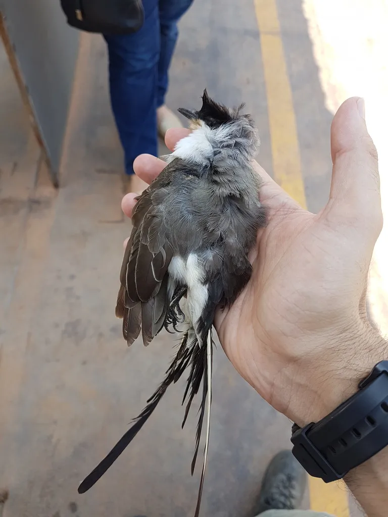 叉尾王霸鹟(Tyrannus savana)