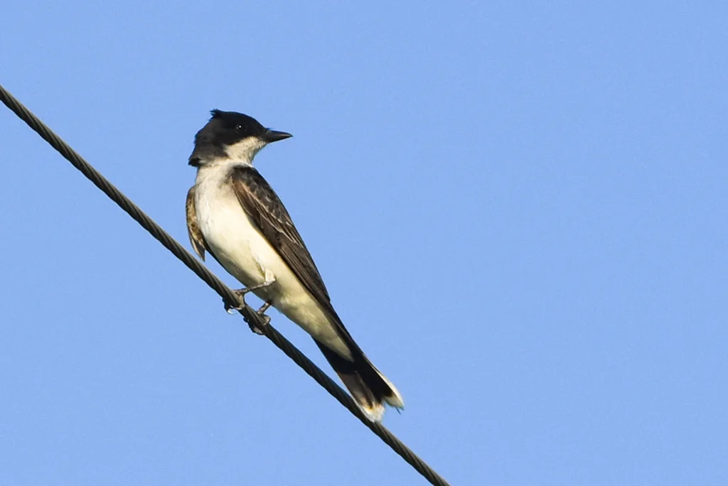 东王霸鹟(Tyrannus tyrannus)