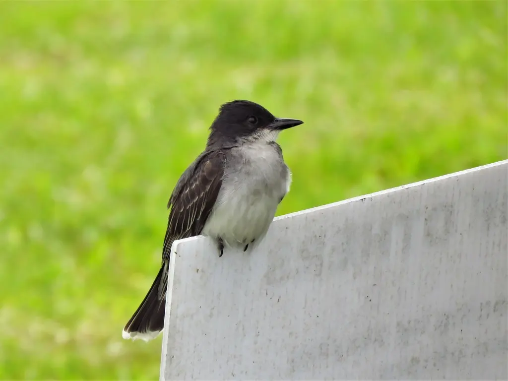 东王霸鹟(Tyrannus tyrannus)