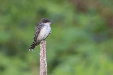 东王霸鹟