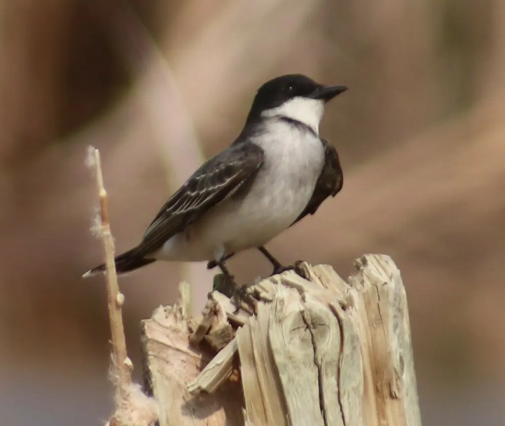 东王霸鹟(Tyrannus tyrannus)
