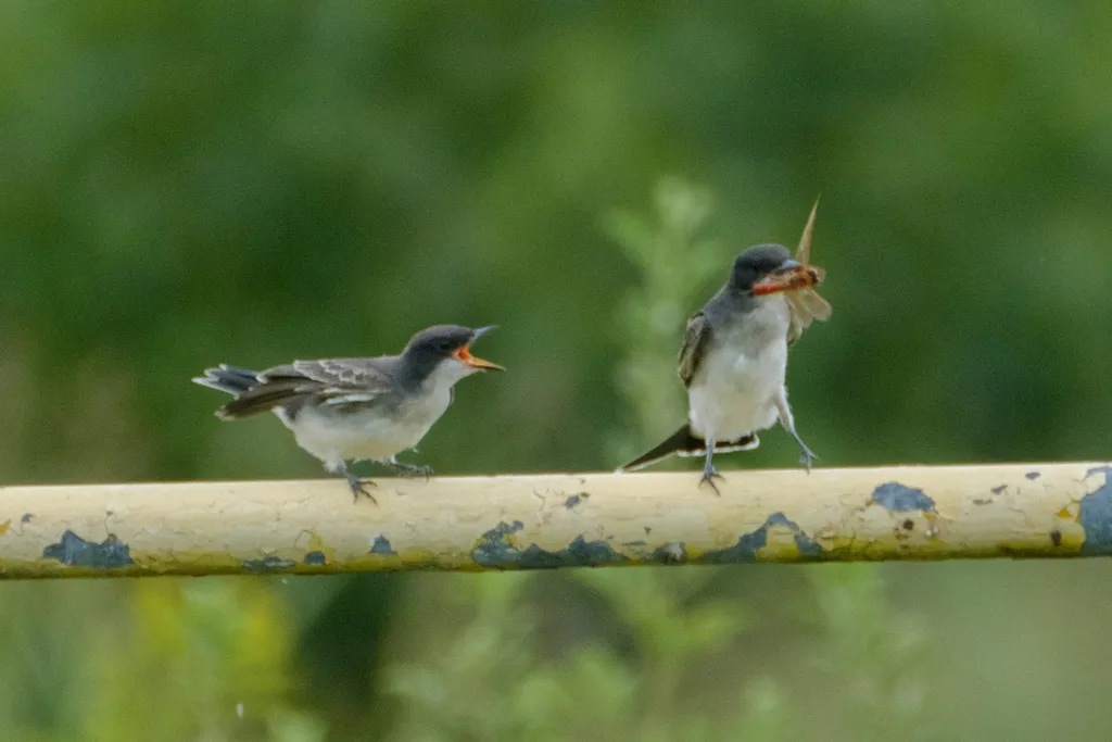 东王霸鹟(Tyrannus tyrannus)
