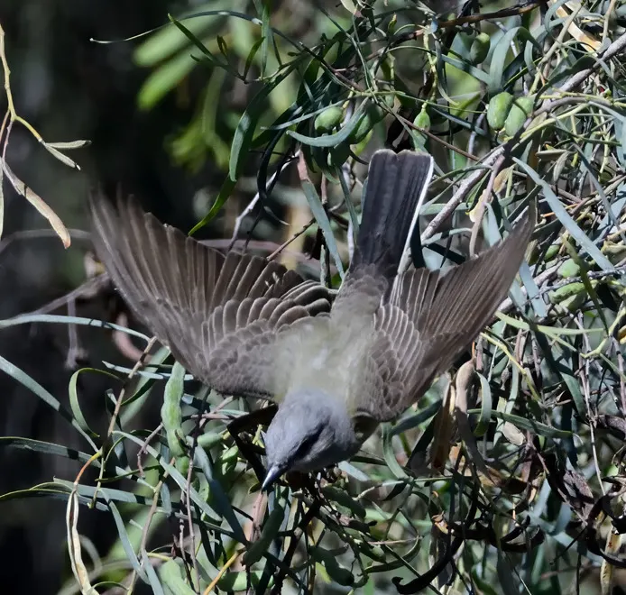 西王霸鹟(Tyrannus verticalis)
